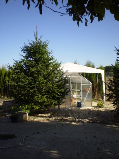 [Foto de planta, jardin, jardineria]