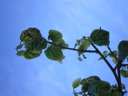 [Foto de planta, jardin, jardineria]