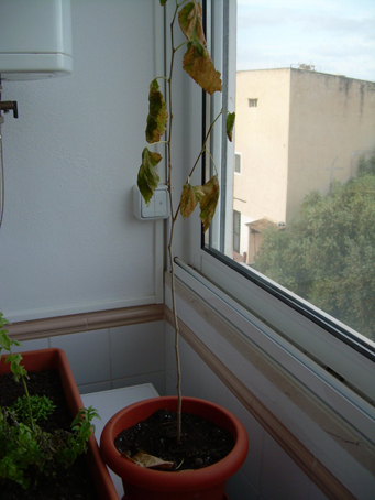 [Foto de planta, jardin, jardineria]