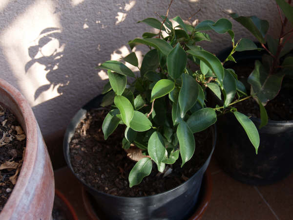 [Foto de planta, jardin, jardineria]