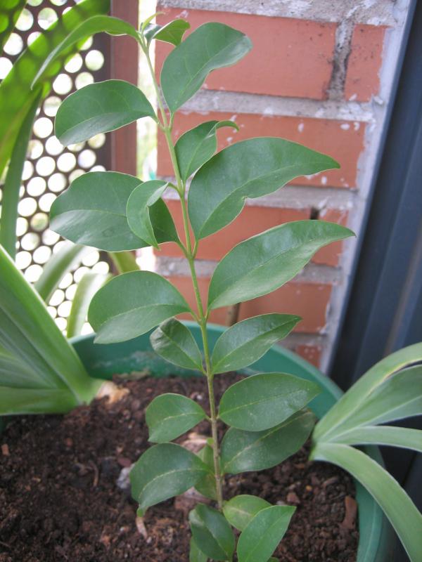 [Foto de planta, jardin, jardineria]