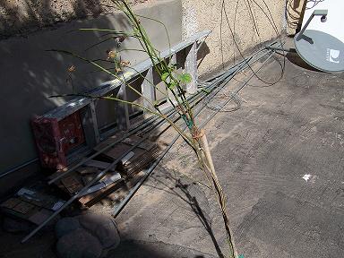 [Foto de planta, jardin, jardineria]