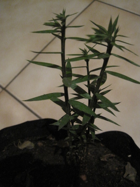 [Foto de planta, jardin, jardineria]