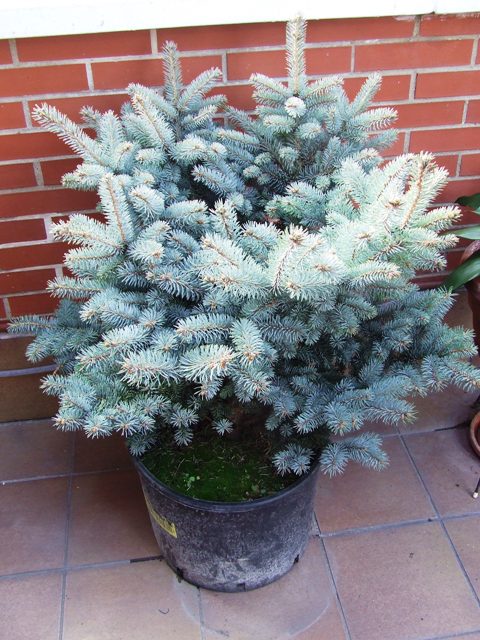 [Foto de planta, jardin, jardineria]