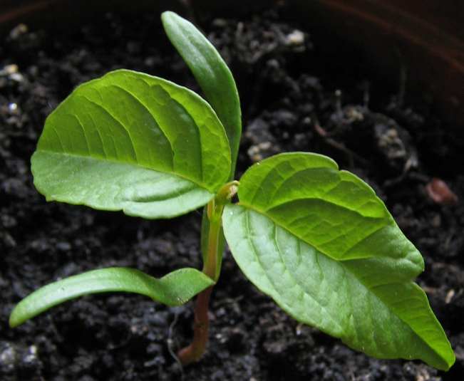 [Foto de planta, jardin, jardineria]