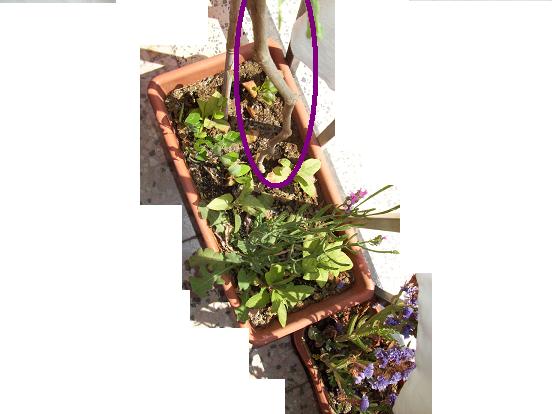 [Foto de planta, jardin, jardineria]