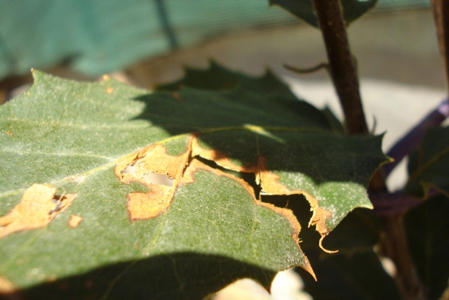 [Foto de planta, jardin, jardineria]