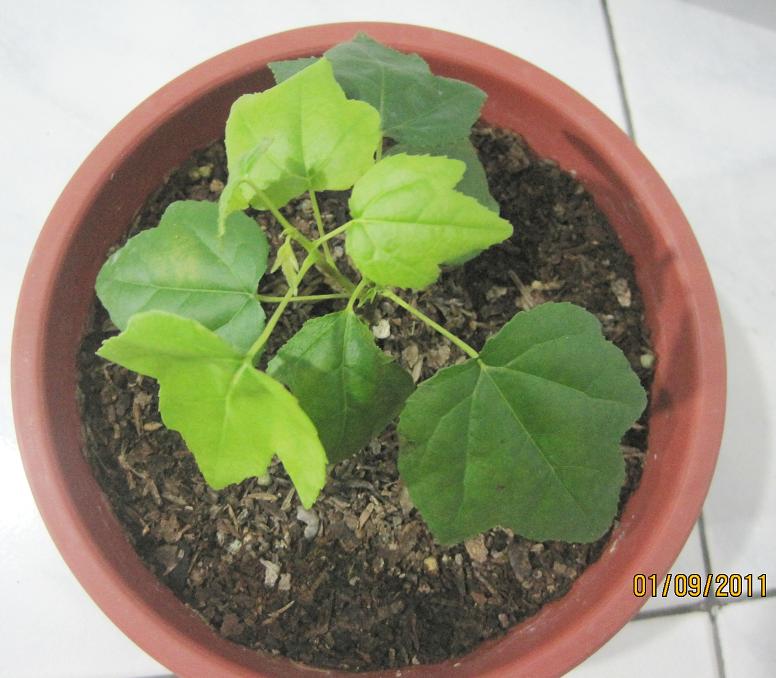 [Foto de planta, jardin, jardineria]