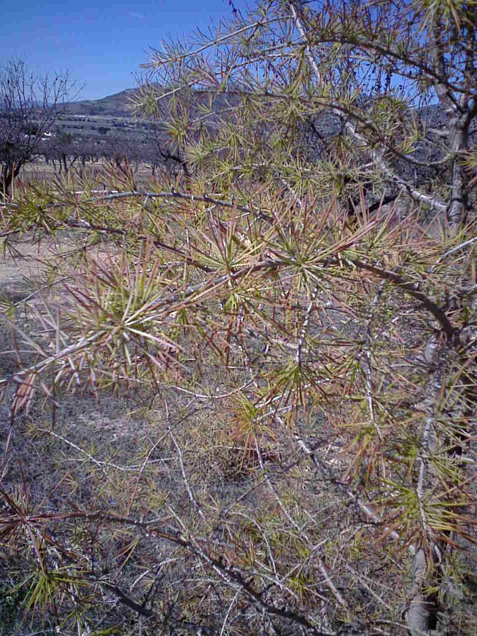 [Foto de planta, jardin, jardineria]