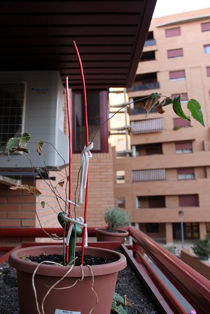 [Foto de planta, jardin, jardineria]