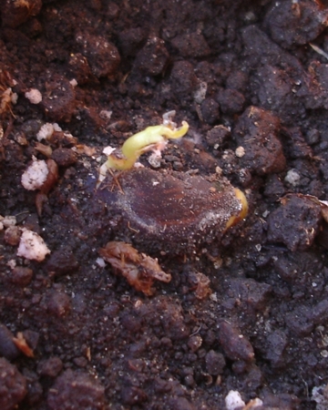 [Foto de planta, jardin, jardineria]