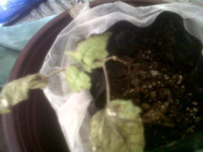 [Foto de planta, jardin, jardineria]