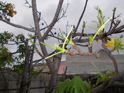 [Foto de planta, jardin, jardineria]