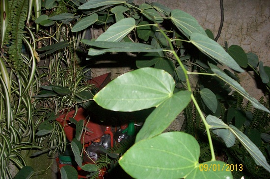 [Foto de planta, jardin, jardineria]