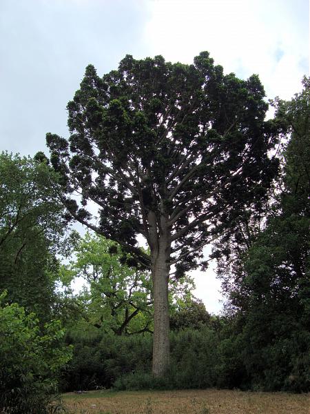 [Foto de planta, jardin, jardineria]