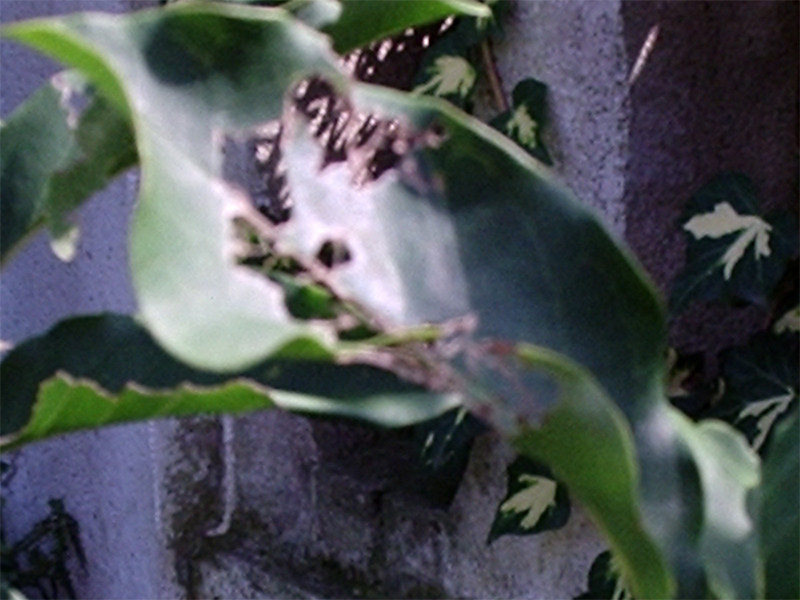 [Foto de planta, jardin, jardineria]