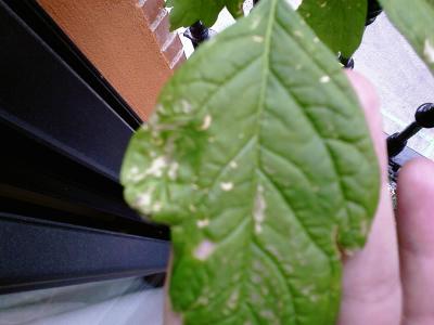 [Foto de planta, jardin, jardineria]