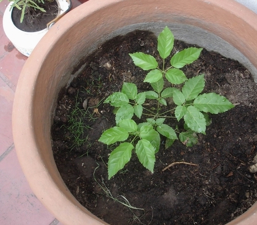 [Foto de planta, jardin, jardineria]