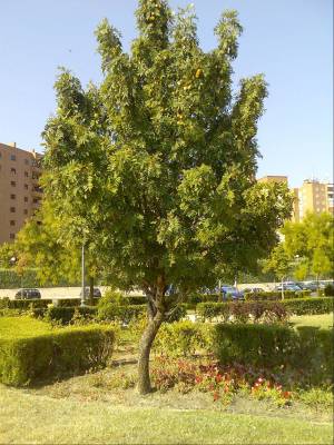 [Foto de planta, jardin, jardineria]