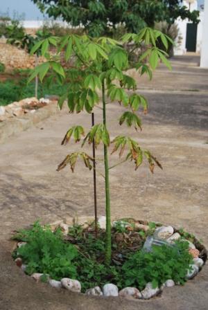 [Foto de planta, jardin, jardineria]