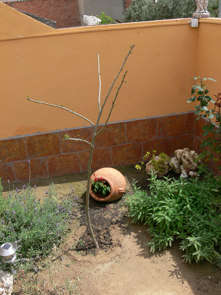 [Foto de planta, jardin, jardineria]