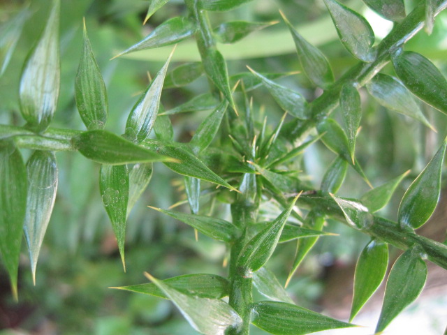 [Foto de planta, jardin, jardineria]
