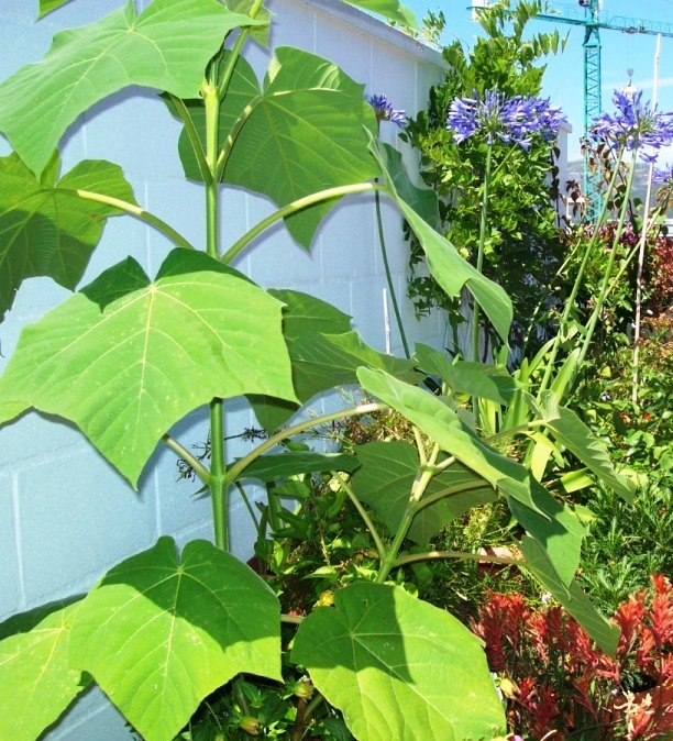 [Foto de planta, jardin, jardineria]