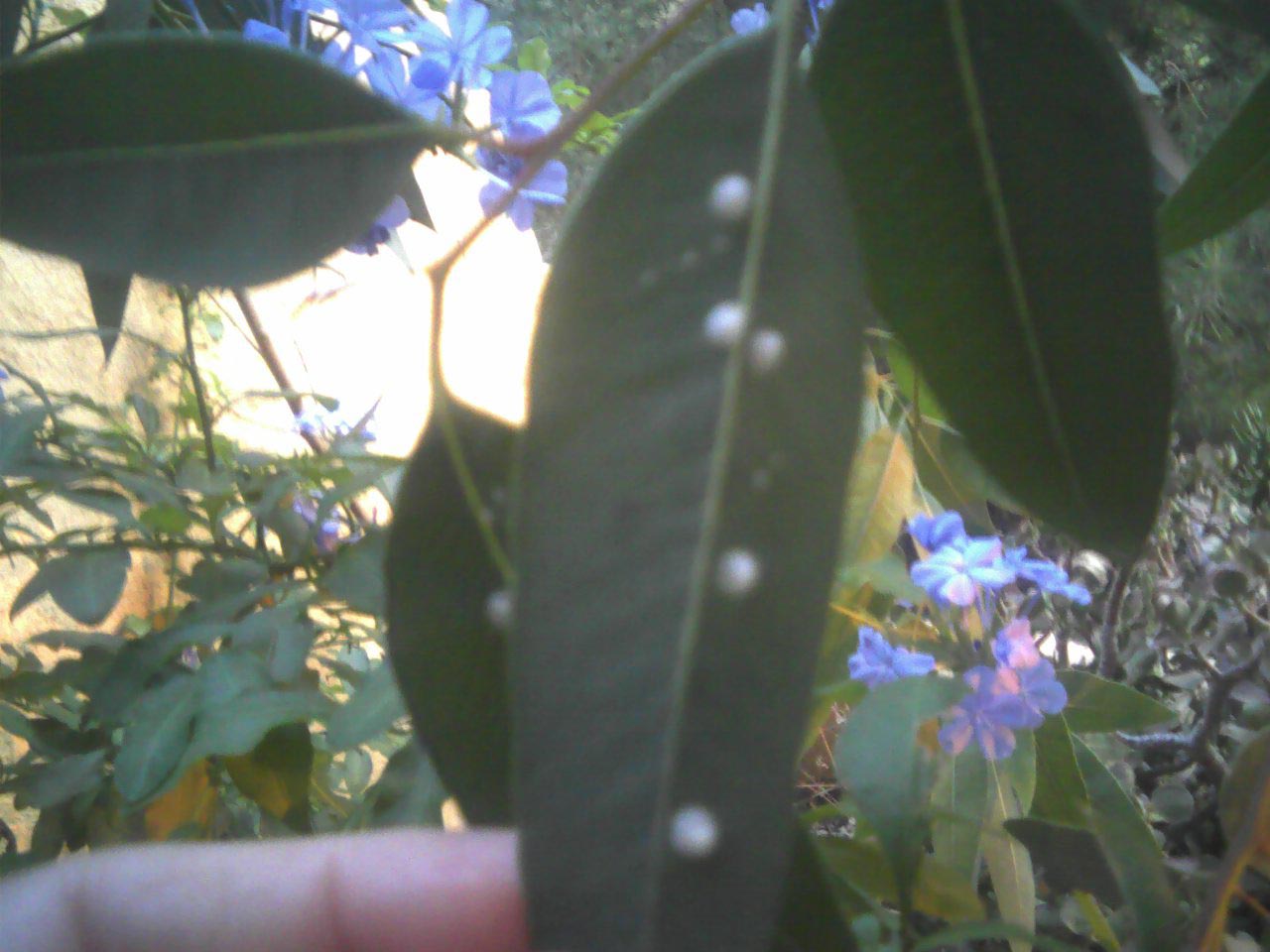 [Foto de planta, jardin, jardineria]