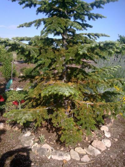 [Foto de planta, jardin, jardineria]