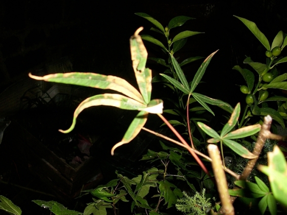 [Foto de planta, jardin, jardineria]