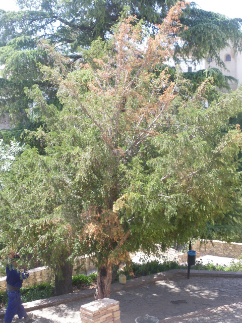 [Foto de planta, jardin, jardineria]