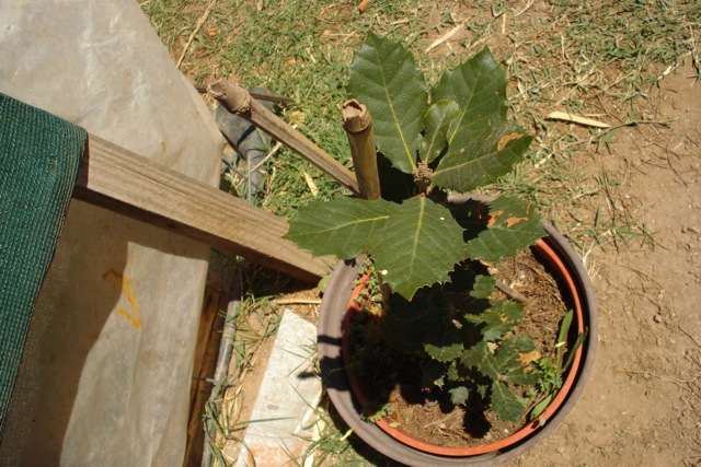 [Foto de planta, jardin, jardineria]