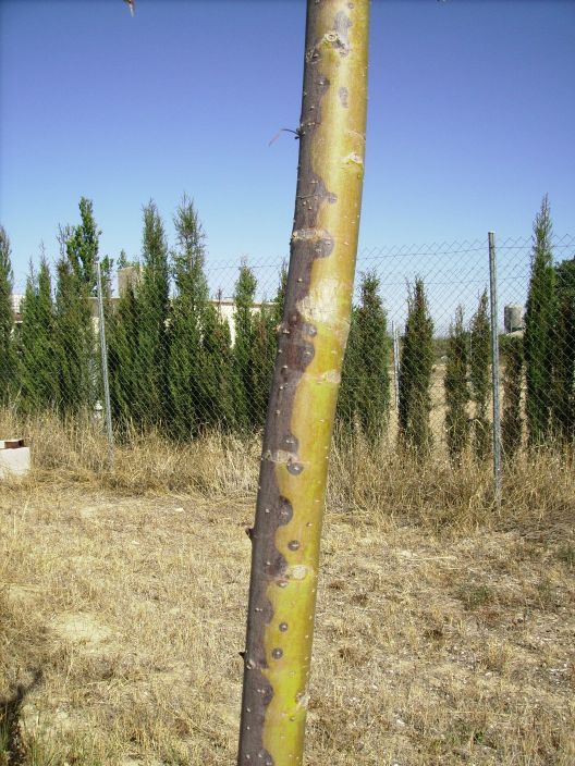 [Foto de planta, jardin, jardineria]