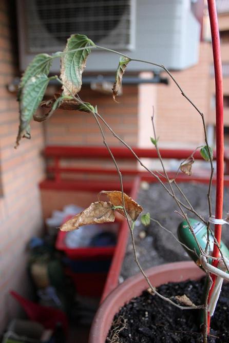 [Foto de planta, jardin, jardineria]