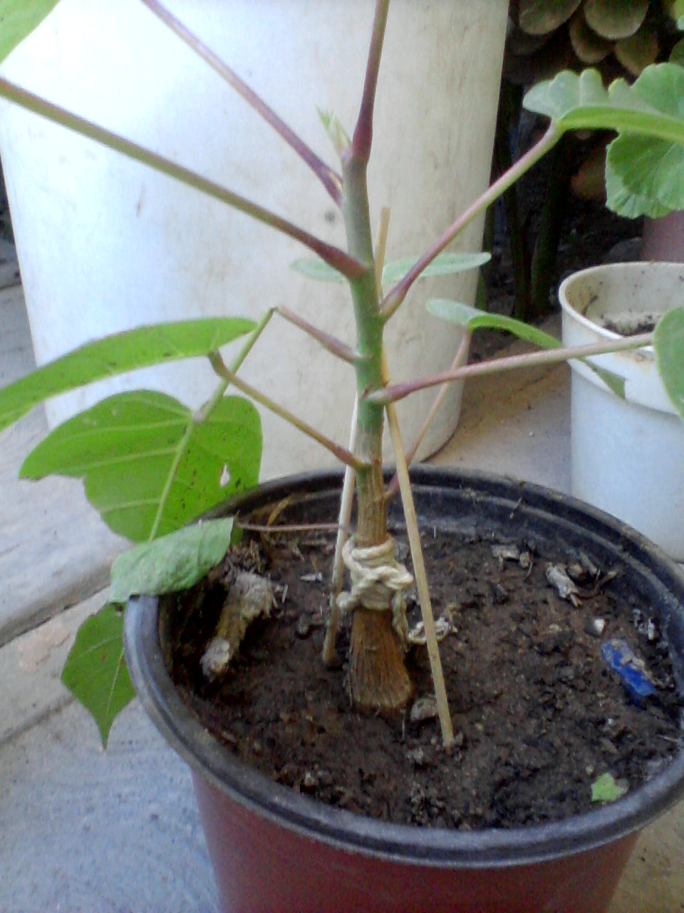 [Foto de planta, jardin, jardineria]