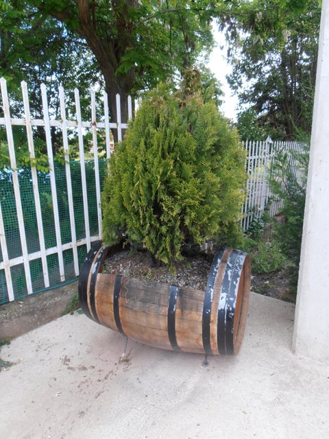 [Foto de planta, jardin, jardineria]