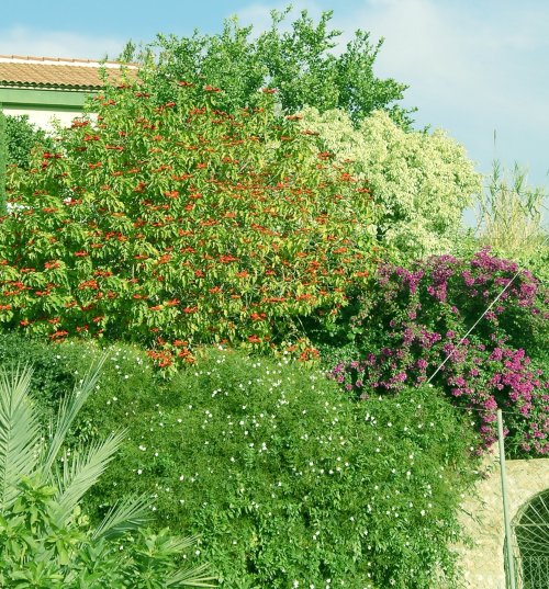 [Foto de planta, jardin, jardineria]