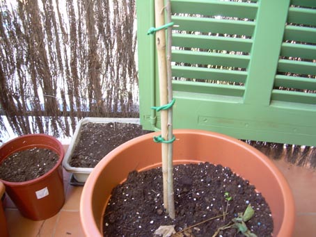 [Foto de planta, jardin, jardineria]