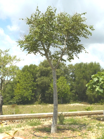 [Foto de planta, jardin, jardineria]