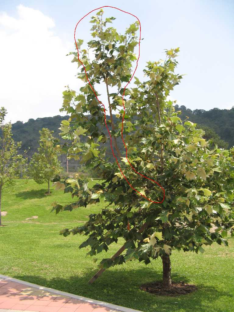 [Foto de planta, jardin, jardineria]