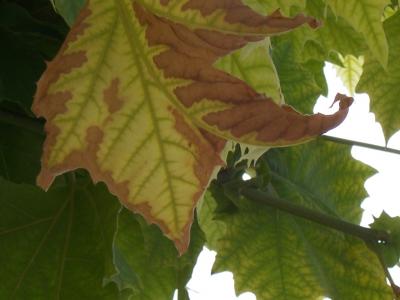 [Foto de planta, jardin, jardineria]