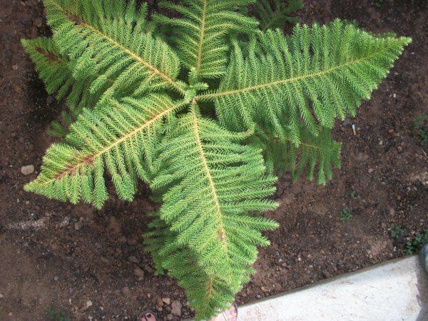 [Foto de planta, jardin, jardineria]