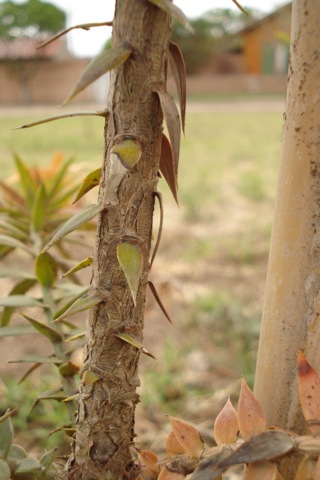 [Foto de planta, jardin, jardineria]