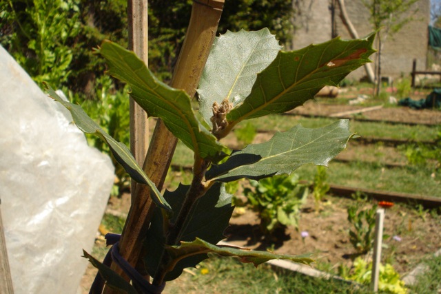 [Foto de planta, jardin, jardineria]