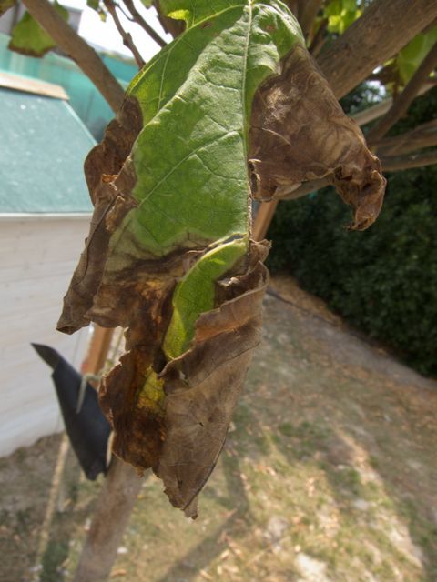 [Foto de planta, jardin, jardineria]