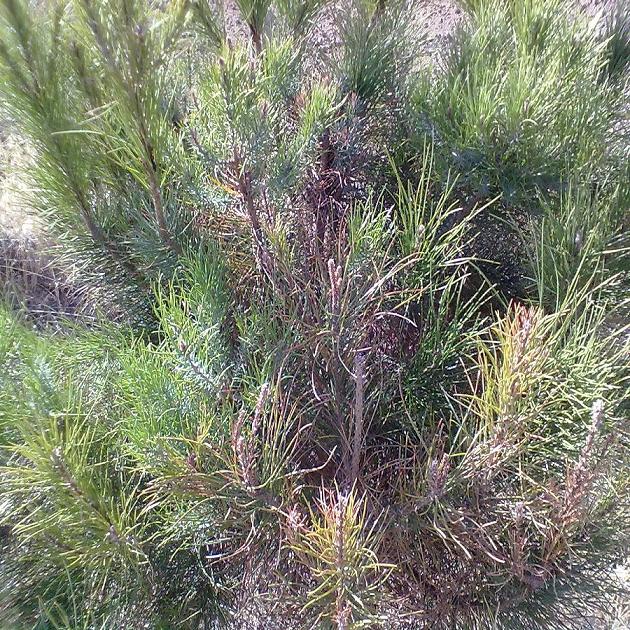 [Foto de planta, jardin, jardineria]