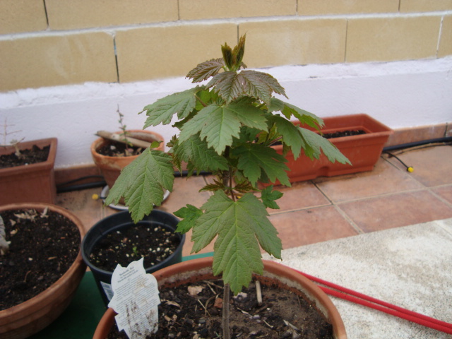 [Foto de planta, jardin, jardineria]