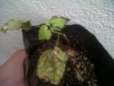 [Foto de planta, jardin, jardineria]