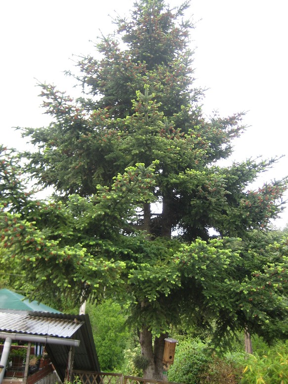 [Foto de planta, jardin, jardineria]