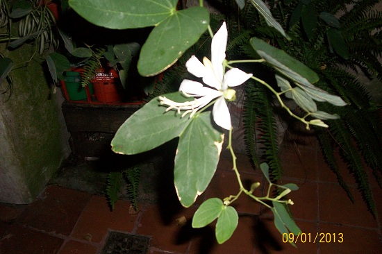 [Foto de planta, jardin, jardineria]